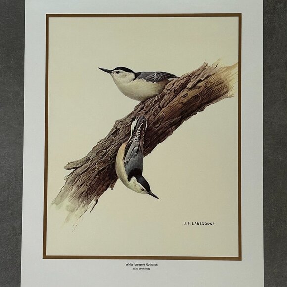 Vintage 1970 & 1971  Calendar Prints J.F. Lansdowne Birds - Picture 4 of 9